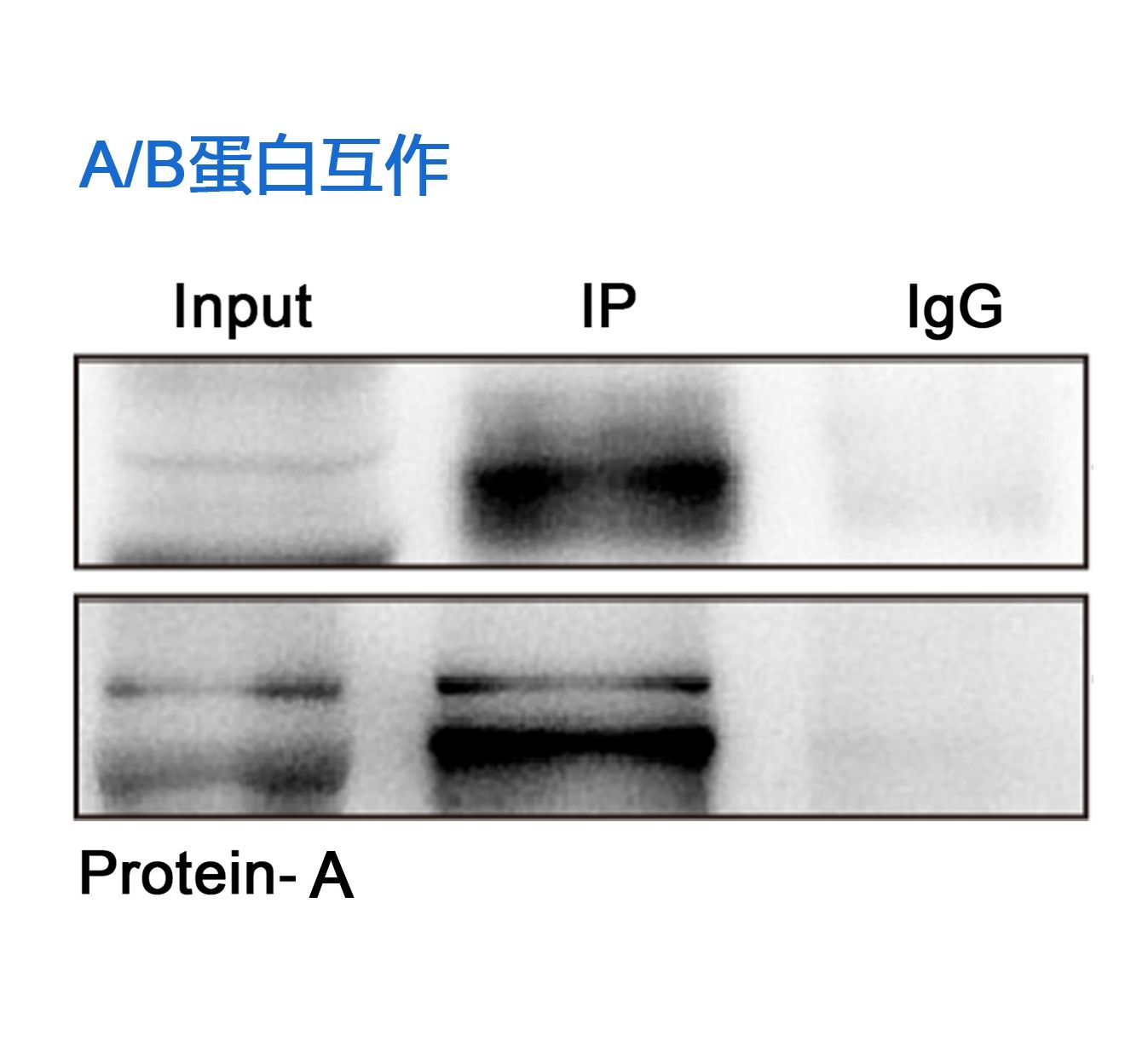 AB蛋白質(zhì)互作（COIP）