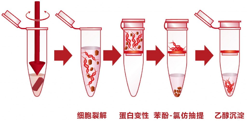 如何提取RNA？一文詳解Trizol法提取RNA全過(guò)程