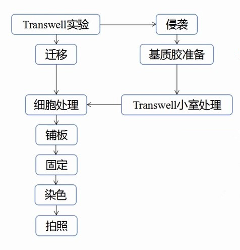 transwell實(shí)驗(yàn).jpg